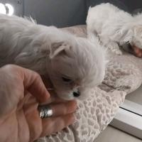 Maltese linea coreana