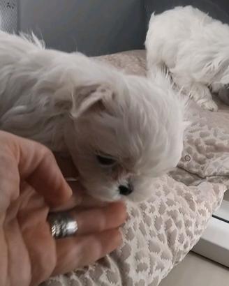 Maltese linea coreana