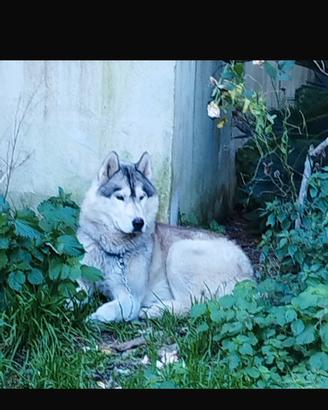 Husky siberiano
