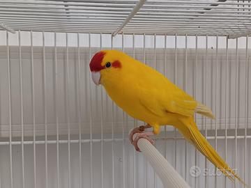 Kakariki