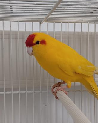 Kakariki