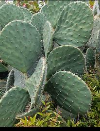 pale di opuntia robusta 