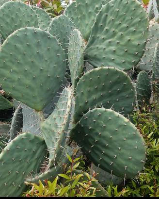 pale di opuntia robusta 