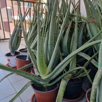 Pianta Aloe Vera età 4 anni