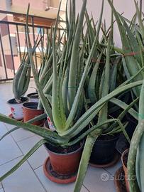 Pianta Aloe Vera età 4 anni