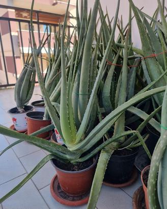 Pianta Aloe Vera età 4 anni