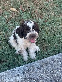 Lagotto romagnolo
