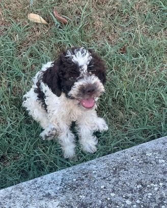 Lagotto romagnolo