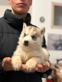 Siberian Husky con Pedigree Enci