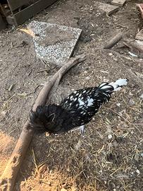 Gallo di razza padovana