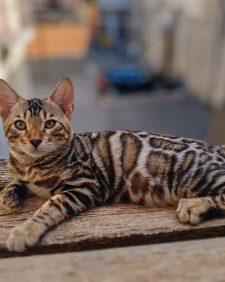 Gatto del Bengala cuccioli