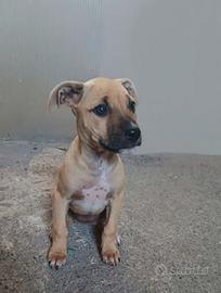 Cucciola pitbull standard adba 