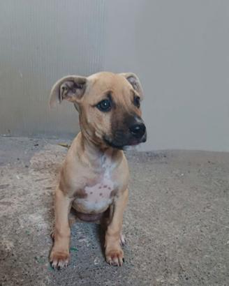 Cucciola pitbull standard adba 