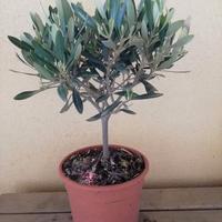 Olivo cespuglio per bomboniere