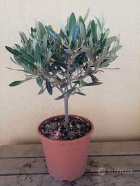 Olivo cespuglio per bomboniere