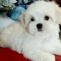 Maltese coreano Toy