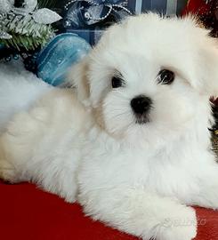 Maltese coreano Toy