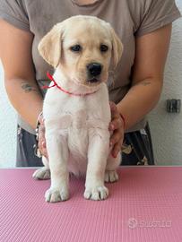 Cuccioli Labrador Retriever Gialli
