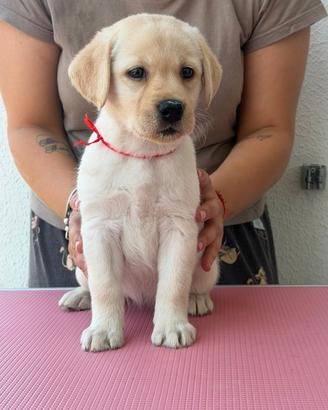 Cuccioli Labrador Retriever Gialli