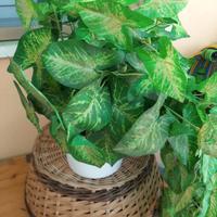 vaso pianta artificiale 