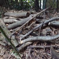 Legna da ARDERE da portar via, no consegna