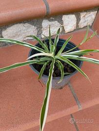 Spider plant