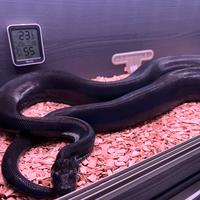 Boa Constrictor Super Motley