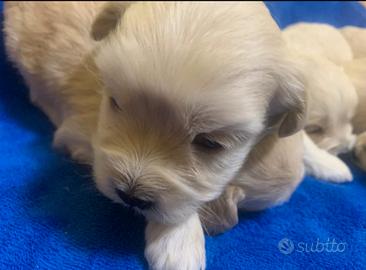 Maltipoo piccoli
