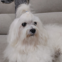 Accoppiamento maltese