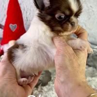 Sharon femmina chihuahua prenotabile pedigree