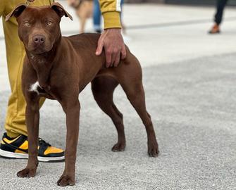 American pitbull terrier ukc