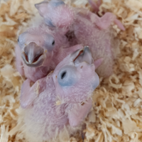 Pullo di conuro del sole