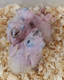 Pullo di conuro del sole