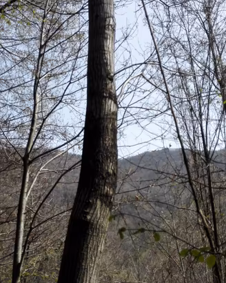 Terreni agricoli boschivi