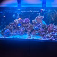 Pesci marini, coralli e rocce vive