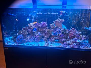 Pesci marini, coralli e rocce vive