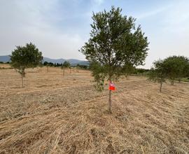 Terreno agricolo di circa 4300 mq