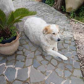 Cane incrocio maremmano