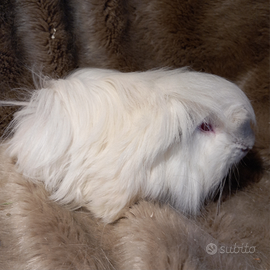 Cuccioli Cavie Peruviane