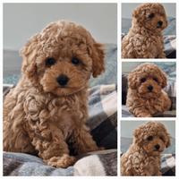 Maschio di barboncino toy