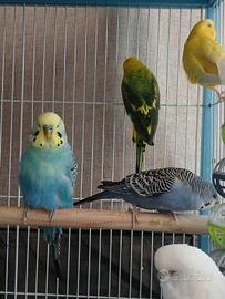 Pappagalli cocorite con gabbia