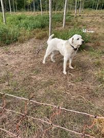 Cane da pastore