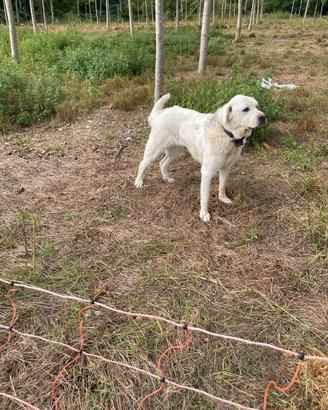 Cane da pastore