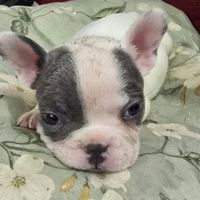 Cucciolo bulldog francese