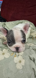 Cucciolo bulldog francese