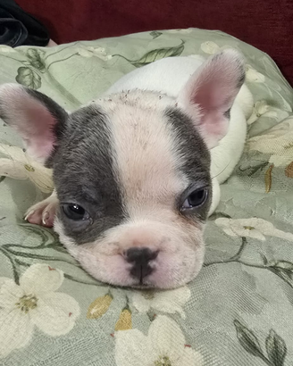 Cucciolo bulldog francese