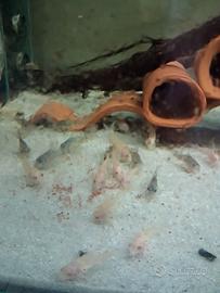 corydoras