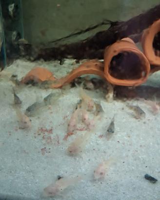 corydoras