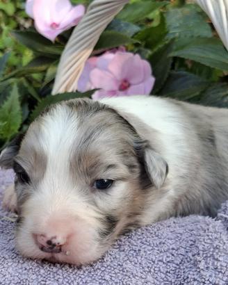 Cuccioli di pastore australiano