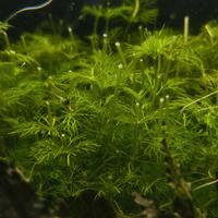 Limnophila sessiliflora Pianta Acquario